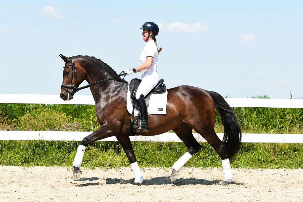 Dressuurinstructie door Brenda Cohen van Donnerhof's Wellcare met paard Don